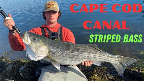 Striper Fishing from Shore on Cape Cod Massachusetts. is it .